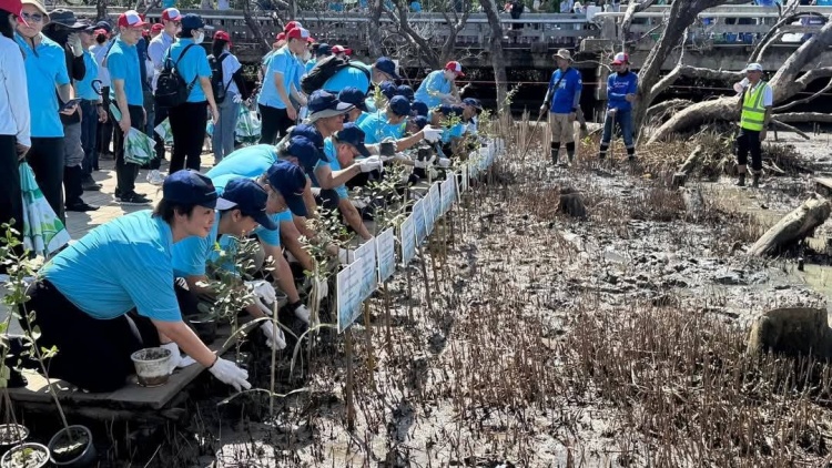 batch_1-1 Toyota จัดกิจกรรมปลูกป่าชายเลน 50,000 ต้น ในโครงการ โตโยต้าปลูกป่าชายเลน ปีที่ 18