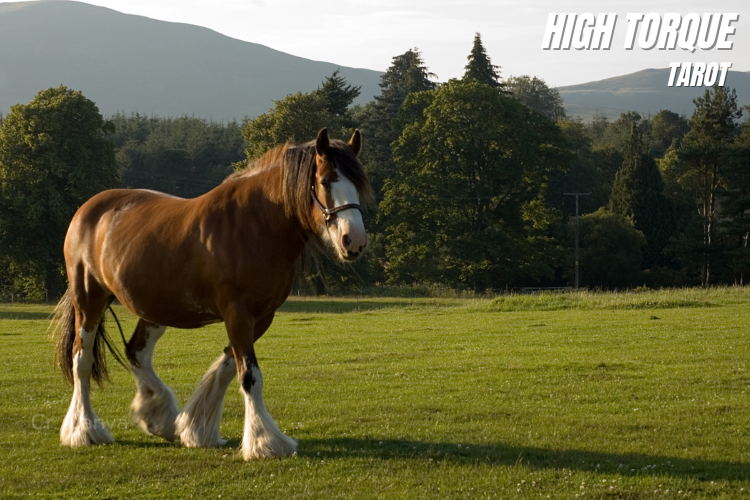 1-1 ม้าที่คุณรู้จักมีกี่ประเภท? เคล็ดลับจำแนกม้าที่เหมาะสมกับงาน และบุคลิก