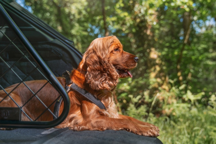 batch_Pet-accessories-3 Bentley เปิดตัวชุดอุปกรณ์เสริมสำหรับสัตว์เลี้ยงคอลเลกชันใหม่ ตอกย้ำภาพแบรนด์ไลฟ์สไตล์ที่มากกว่าแค่รถยนต์