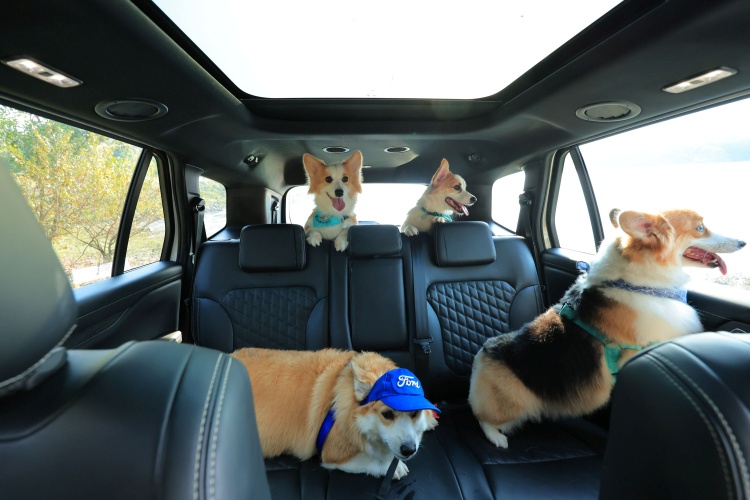 batch_Ford-Love-Your-Pet-Day-3 ผจญภัยกับสัตว์เลี้ยงแสนรัก ฉลอง Love Your Pet Day ด้วย Ford Everest Platinum